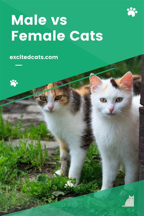 Male Vs Female Cats Whats The Difference Male Vs Female Cats 111300 Hot Sex Picture