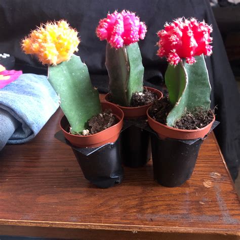 Also, they can fill any empty spot on your desk or your windowsill and brighten your day. 3-Pack 2" Neon Grafted Cactus, Moon Cactus - Great for ...