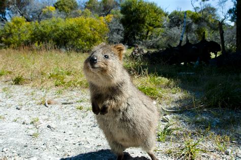 10 Weird And Wonderful Animals Native To Australia Deakin Navigator
