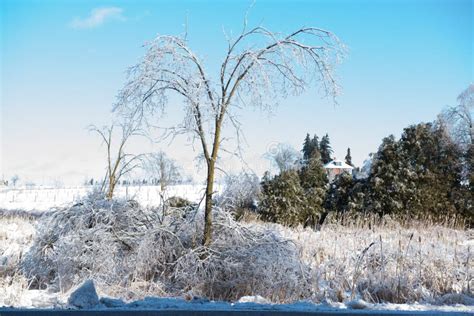 Ice Trees Snowy Field Stock Image Image Of Blue Farm 36347563