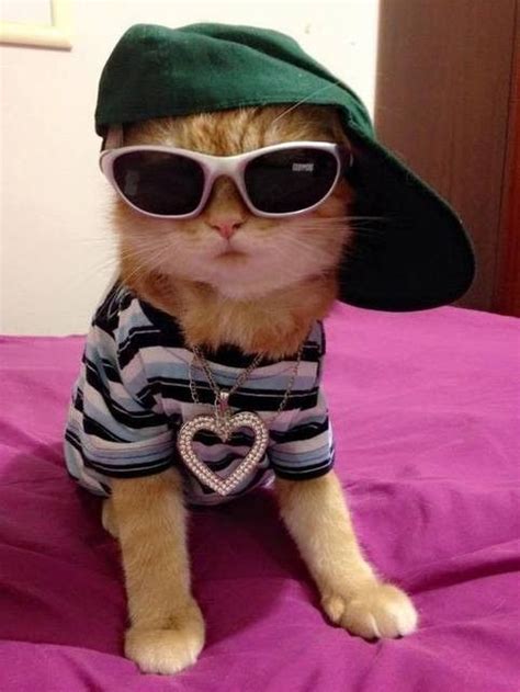 Cute Little Animals Cute Funny Animals Funny Cats Cat Sunglasses