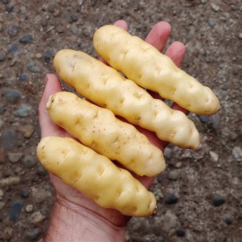 In the 1980's an unknown fingerling potato was recognized to be a staple in the diet of pacific the makah had named this potato the ozette after one of their five villages located around neah bay. Potato, Ozette - Cultivariable
