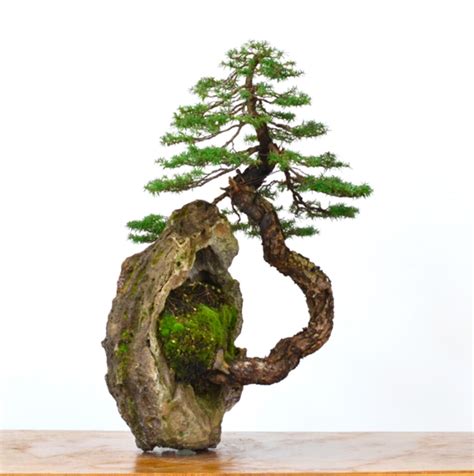 The Ultimate Bonsai Style Mega Guide With Examples