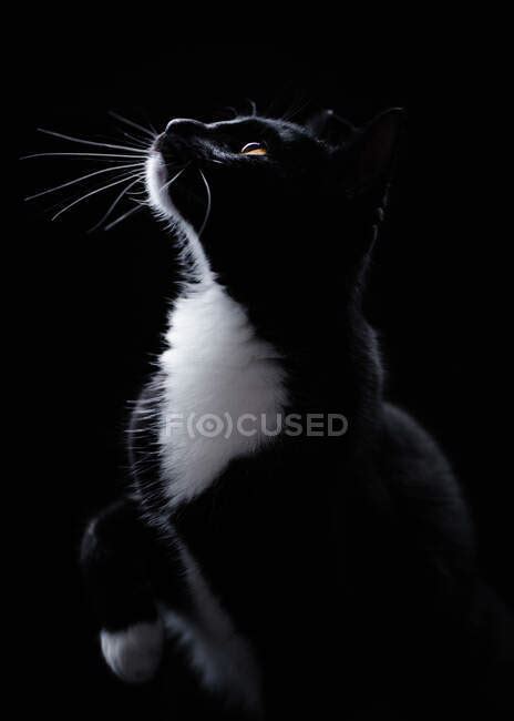 Portrait Of A Black And White Tuxedo Cat Looking Up — Pet Bicolour Cat
