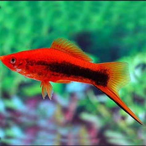 Buy Texido Sword Tail Platy Aquarium Fish Breeding Pair