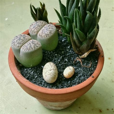 Environmentalist manas ranjan mahanty managed to film the rare sight. The Rainforest Garden: How I Hatched these Adorable Lizards