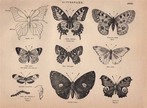 Free Clip Art Vintage Butterflies The Graphics Fairy