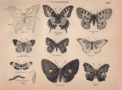 This print is made from a vintage image lovingly cleaned and enhanced to make a gorgeous black and white art print. Free Clip Art : Vintage Butterflies - The Graphics Fairy