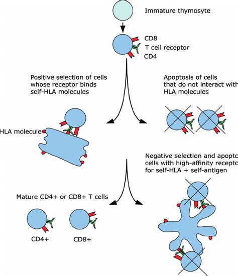 Positive And Negative Selection Of T Cells The Processes Of Thymic Download Scientific Diagram