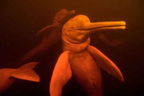 Delfín rosado Una criatura extraordinaria en peligro de extinción