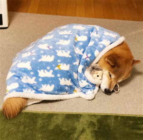 Sleep Tight Pupper Doggo Source