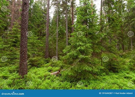 Old Boreal Coniferous Forest In Estonian Nature Northern Europe