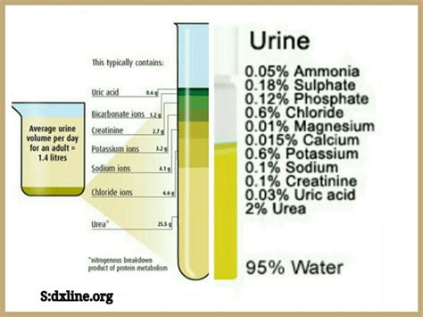 Is there dna in vomit? Chemical Makeup Of Human Urine - Makeup Vidalondon