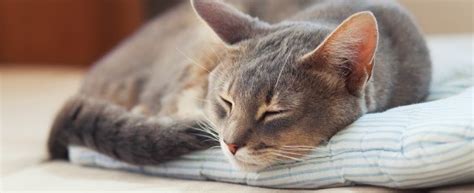 For cat owners it's a familiar scene: The Irreverent Vet Speaks Out on The Danger of Cats ...