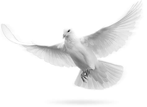 White Dove Holy Spirit دوشنبه 10 بهمن1390 Facebook White Doves