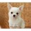 Apple Head Chihuahua  Different Breeds Of Dogs Cute Pictures