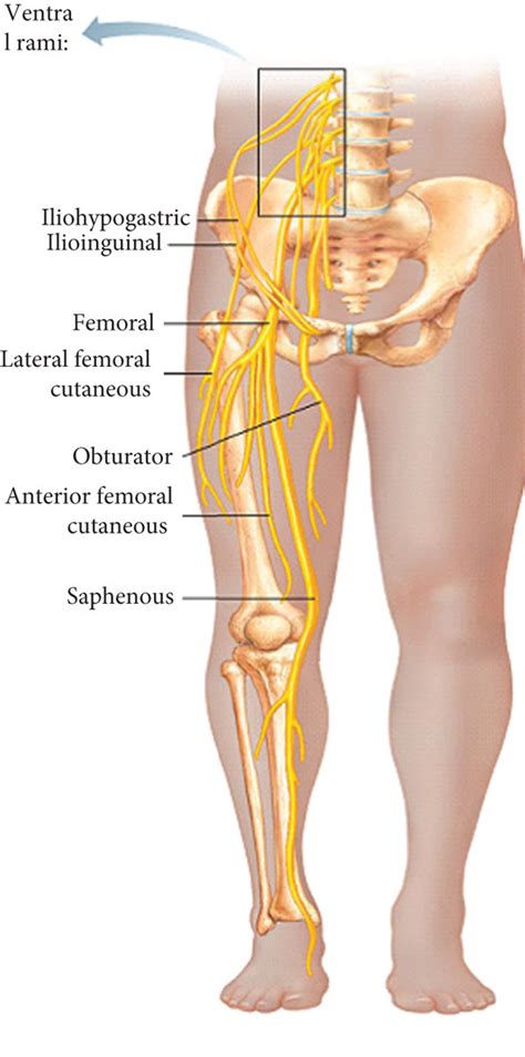 Major Nerves Lower Extremity Anterior View Diagram Quizlet Hot Sex