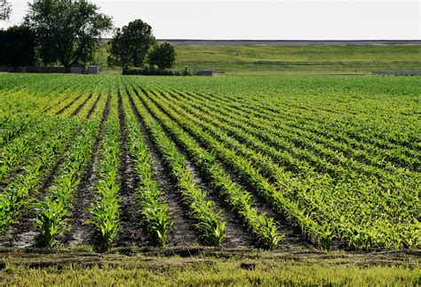 USDA Corn Acreage Report Surprises | AgWired