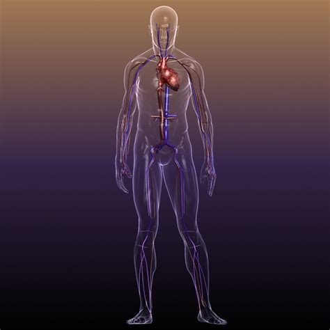 Modelling of bioimpedance measurements 3. Circulatory System Anatomy in a Human Body 3D Model ...