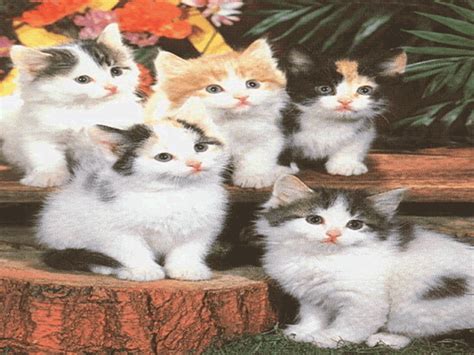Cute Cats Screensaver For Windows Screensavers Planet