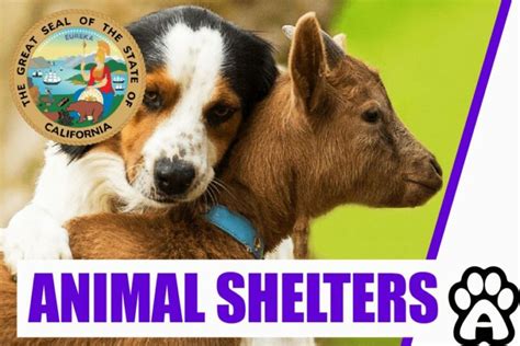 Best Animal Shelters In Lancaster Ca 2022 Price And Guide The Pet