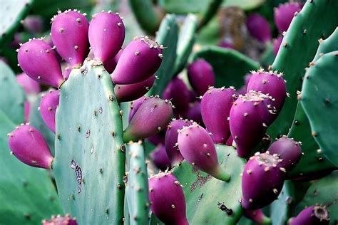 Use them in commercial designs under lifetime, perpetual & worldwide rights. "Cactus with purple bulbs" by Arie Koene | Redbubble