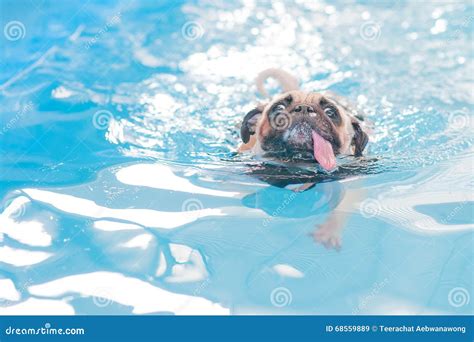 Cute Dog Pug Swim At A Local Public Pool Stock Image Image Of