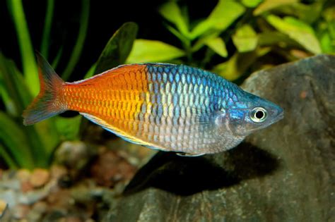 Boesemani Rainbowfish Melanotaenia Boesemani Care Sheet