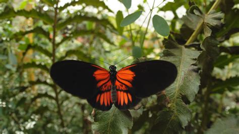 Sex Lies And Butterflies 6 Tips To Beckon A Bevy Of Butterflies