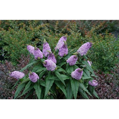 Provides continuous summer color well into fall. PROVEN WINNERS 1 Gal. Pugster Amethyst Butterfly Bush ...