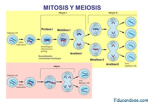 Image Result For Meiosis Mitosis Y Meiosis Mitosis Enseñanza Biología