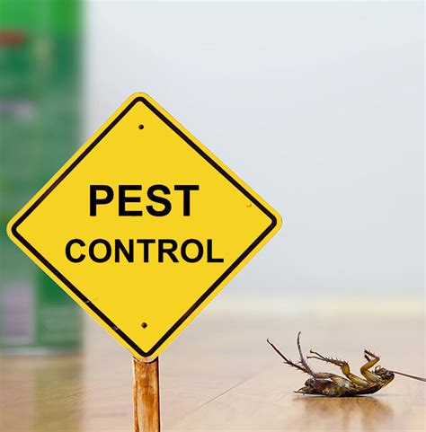 Pest control companies can install baiting systems around the house. Rune Pest Control Gauteng Johannesburg Pretoria