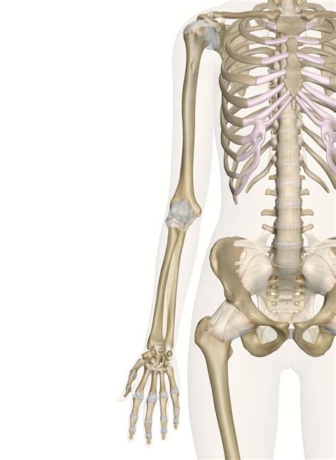 Human Arm Bone Anatomy Human Arm Bones Hand Ulna Radius Humerus