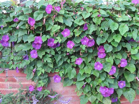 Morning Glory Vine On Fence And I Dearly Love Morning Glories Esp The