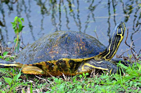 Everglades National Park Tortoise One Animal Reptile Free Image Peakpx