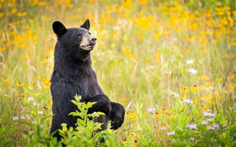 What Do Black Bears Eat Discover The Black Bear Diet With Photos