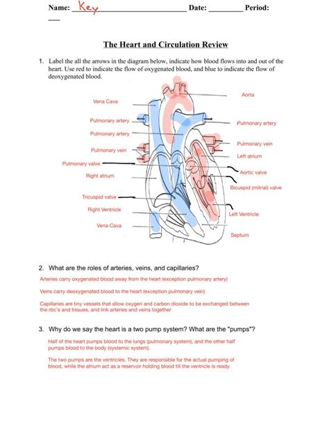 Heart Valves And The Cardiac Cycle Worksheet Answers — Db