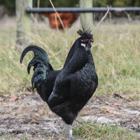 The Majestic Breed Black Jersey Giant Rooster