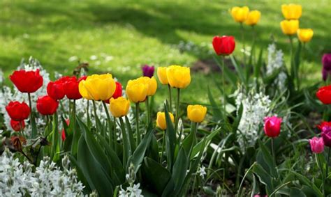 Tulipán Características Y Cuidados Jardinatis