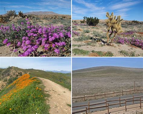 2023 Spring Season May Bring Spectacular Wildflower Blooms—and Crowds