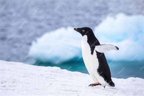 Premium Photo Funny Adelie Penguin Running Or Waddling On Iceberg