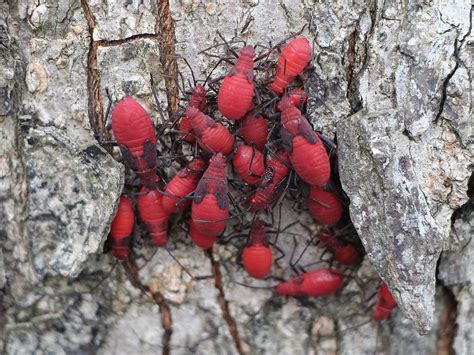 Zoology Species Identification Clusters Of Big Plump Red Bugs In