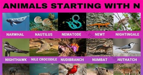 Animals That Start With N 30 Beautiful Animals Starting With N