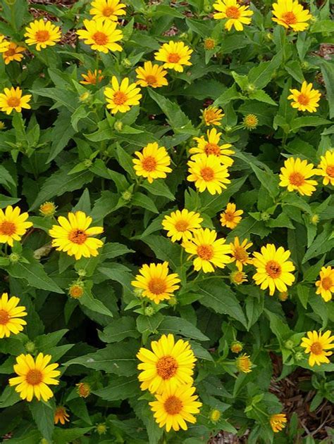 If keeping as a house plant put it in a sunny. 16 Long-Living Perennials You Should Plant Right Now ...