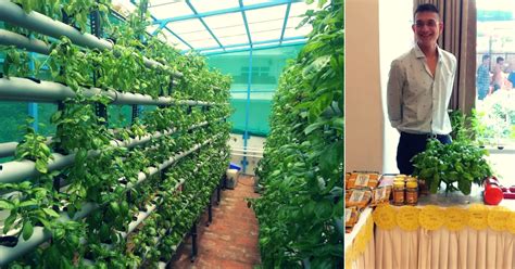 But with hydroponic or aeroponic soilesss cultivation technique, yes, we can. Heights of Hydroponics: Meet the Chennai Man Who Grows ...