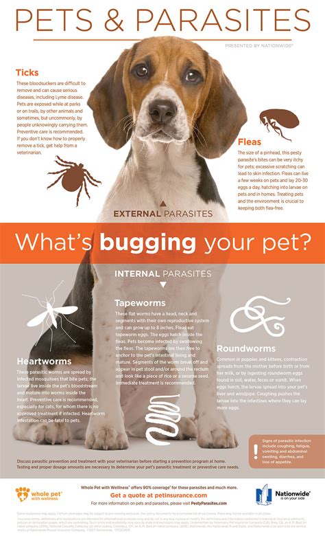 Pets And Parasites Infographic Pet Health Insurance And Tips