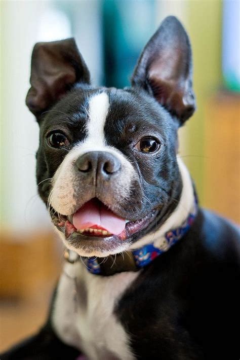 Boston Terrier Lover Boston Terriers Bulldog Puppies Dogs And