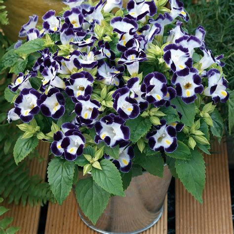 Easy To Grow Annual Shade Flowers Hgtv Flowers That Like Shade