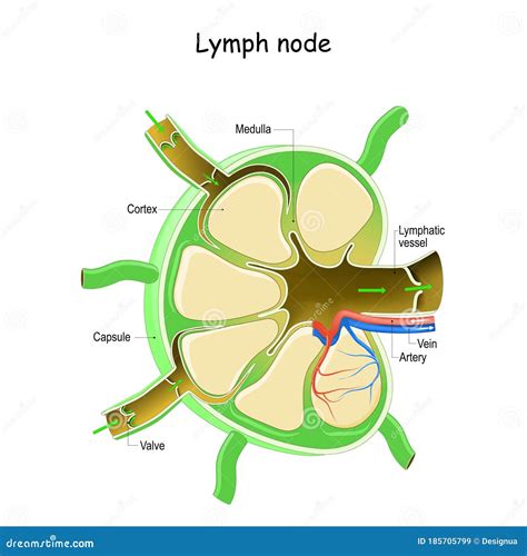 Anatomia Dos Linfonodos Ilustração Do Vetor Ilustração De Biologia