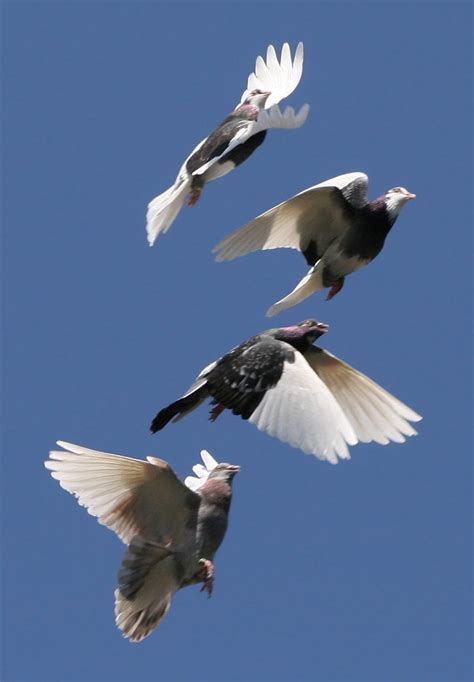 Pigeon Power Dynamic Wings Improve Capabilities Bio Aerial